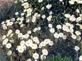 Helianthemum appeninum